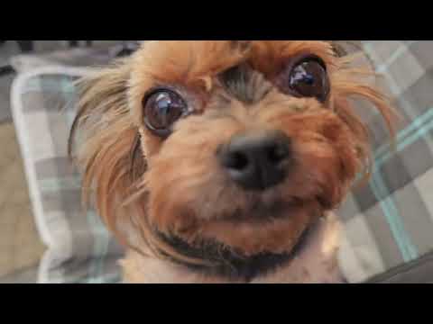 Видео: Мои собачки, на огороде ещё есть урожай)