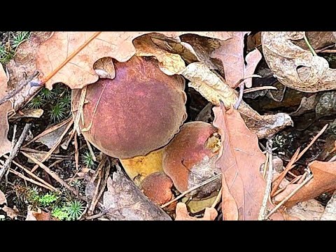 Видео: 8 ноября 2025 г. Грибная охота набирает обороты)