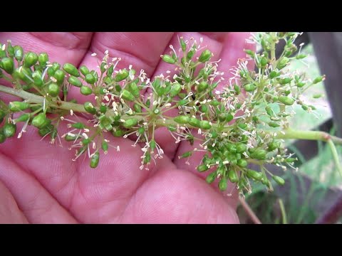 Видео: 🔴🔴 ЦВЕТЕНИЕ ВИНОГРАДА. ТИПЫ ЦВЕТКА, ОПЫЛЕНИЕ, Обоеполый цветок и функционально женский цветок.
