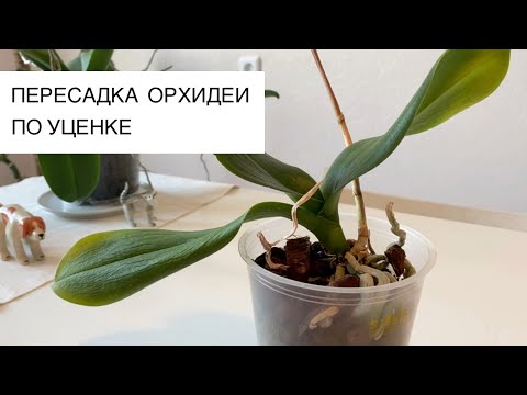 Видео: Купила орхидею по уценке за 150 руб., пробую реанимировать