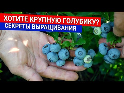 Видео: Хотите крупную голубику - секреты выращивания