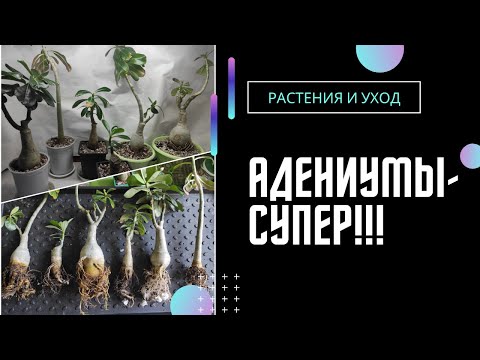 Видео: 🌸 АДЕНИУМЫ 😍 МЕГАпересадка и новинки❗ #адениум #bonsai #adenium