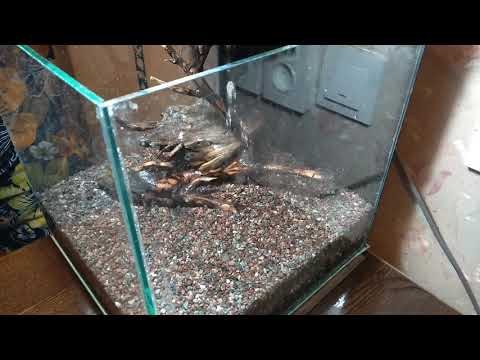 Видео: Куб - запуск аквариума без фильтрации и аэрации