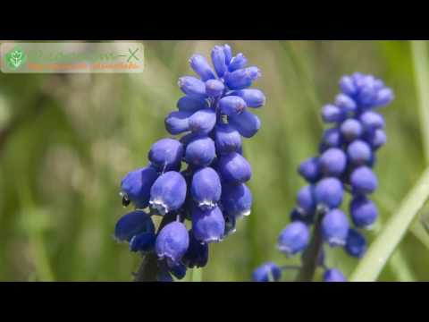 Видео: Уход за мускари; мускари после цветения