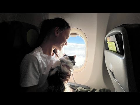 Видео: Перелёт в Турцию с котами | Перевозка котов в багажном отделении и салоне | Документы | Переноски