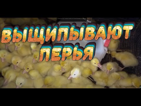 Видео: Гусята выщипывают перья. Что делать? 2020