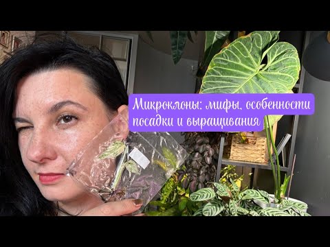Видео: МИКРОКЛОНЫ: мифы, особенности выращивания и адаптации 