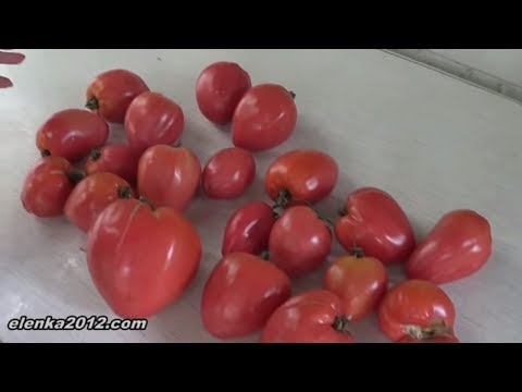 Видео: Выращивание помидоров от А до Я, посадка, пасынкование, подкормка и сбор