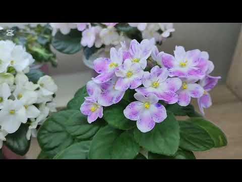 Видео: Минифиалки моей коллекции. Часть 2