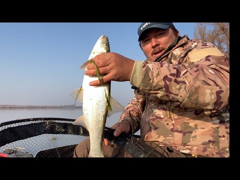 Видео: Рыбалка на Сырдарье.