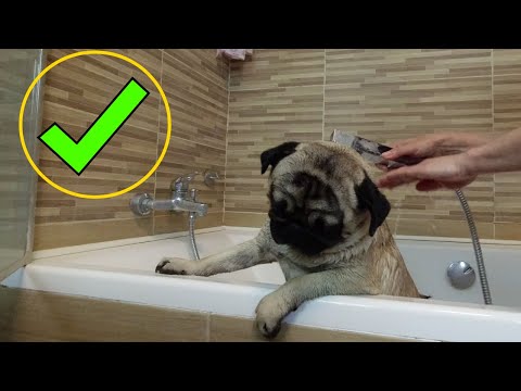 Видео: Реакция мопса! Зачем ему это нужно?! Собака в ванной!