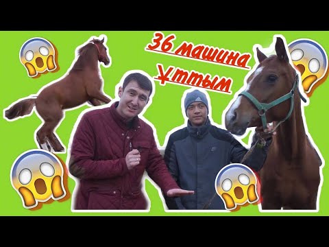 Видео: 36 машина ұттым. Бәйге аттары. Аламан бәйге. Ағылшын жылқылары