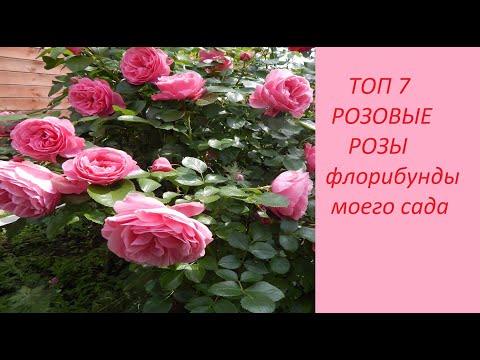 Видео: ТОП 7. РОЗОВЫЕ РОЗЫ.