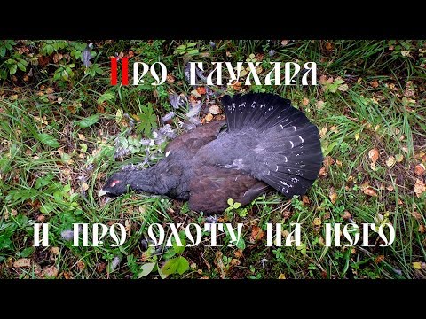 Видео: Про глухаря и про охоту на него