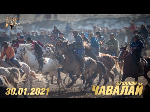 Видео: Бузкаши Чавалай 30.01.2021