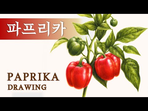 Видео: [Рисование фруктов и овощей] Давайте нарисуем красный перец цветными карандашами, вот так