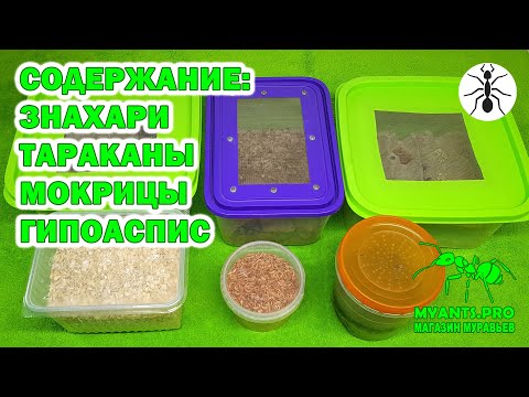 Видео: Содержание знахарей, тараканов, мокриц и гипоаспис