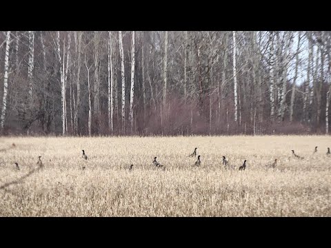 Видео: ОХОТА НА ТЕТЕРЕВА С ПОДХОДА. НАШЕЛ МЕСТО ОХОТЫ НА ЛОСЯ. БОЛЬШИЕ СТАИ ПТИЦ, БЕГАЮЩИЕ ЗАЙЦЫ.