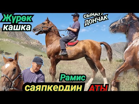 Видео: саяпкер таптаган ДОНЧАК ЖҮРӨК КАШКА 💥КЕЛИШКЕН АТ