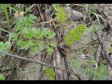 Видео: Съедобные растения. Дикая морковь / Dáucus caróta