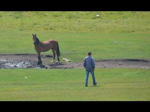 Видео: Поиск лошадей, отбившихся от табуна