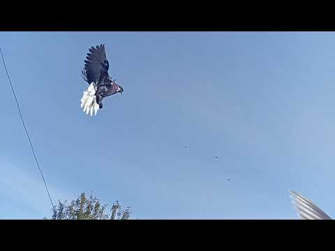 Видео: 30 октября 2025 г.