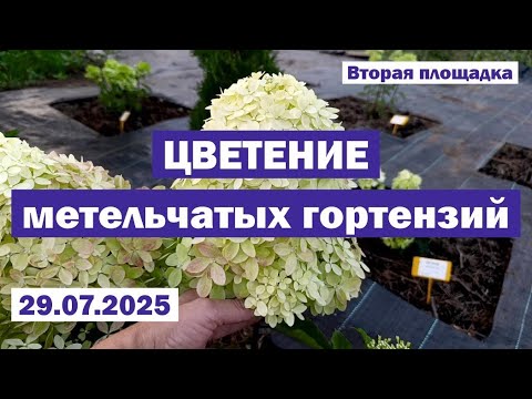 Видео: 29.07.2025 // ЦВЕТЕНИЕ метельчатых гортензий В ОТКРЫТОМ ГРУНТЕ // Вторая площадка