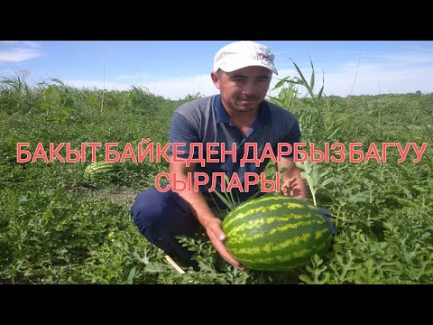 Видео: БАКЫТ БАЙКЕДЕН ДАРБЫЗ БАГУУНУН СЫРЛАРЫ.