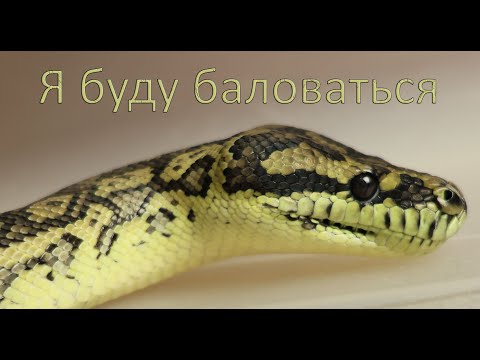 Видео: Ковровый питон - новичковый нетакусик