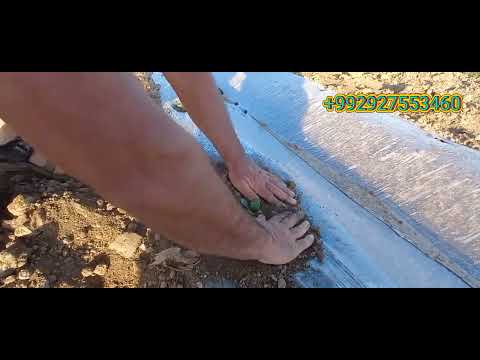 Видео: тарзи мутобиқ кунонии ниҳоли харбуза ва хокпеч кардани он 08 04  24с