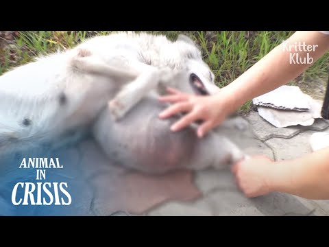 Видео: Брошенная собака разносит опухоль размером с она сама | Животное в кризисе EP213