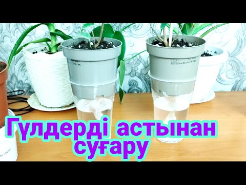 Видео: Үй гүлдерін суғару әдісі. Гүлдер өзі су ішетін әдіс. үй гүлдері күтімі. бөлме гүлдерінің күтімі.