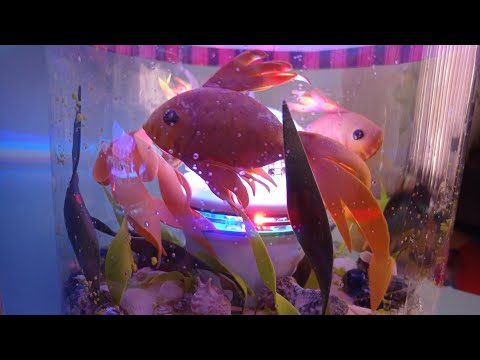 Видео: Аква мир 🌏 часть 2💦