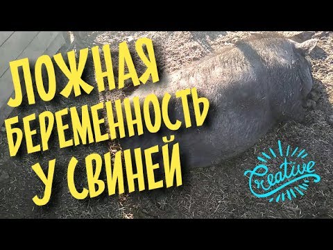 Видео: Ложная беременность у Вислобрюхих свиней / Вьетнамские свиньи