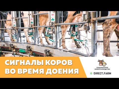 Видео: Сигналы коров во время доения. Виды сосковой резины