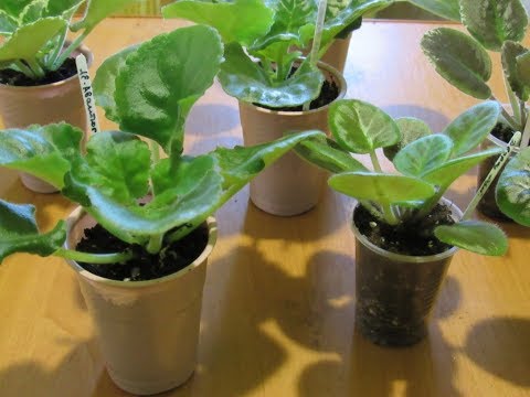 Видео: Пересадка подросших деток фиалки  в большие стаканчики.