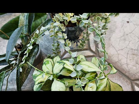 Видео: Обзор хой