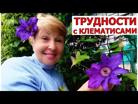 Видео: КЛЕМАТИСЫ не взошли в этом году. Что будем делать? Новинки клематисов порадовали
