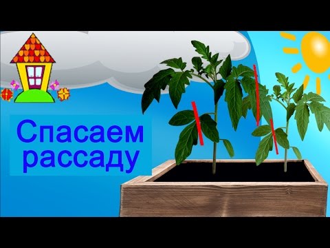 Видео: Рассада помидор вытянулась, что делать? Два эффективных приема против вытягивания.