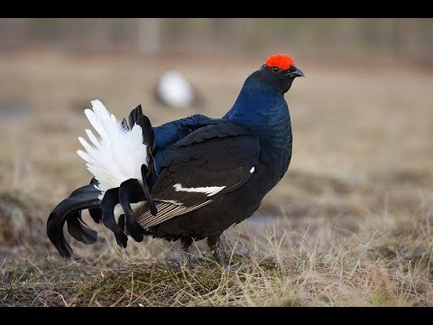 Видео: Охота на боровую дичь и воспроизводство