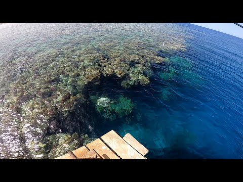 Видео: Рыбалка в Египте! Red Sea Fishing