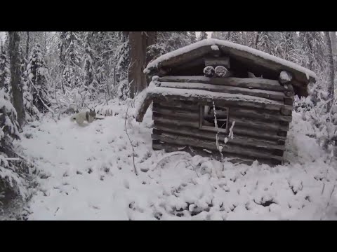 Видео: 50 дней в тайге Прикамья. Бродяги Севера. Часть 3