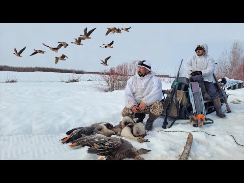 Видео: ОХОТА НА ГУСЯ НА КОЛЫМЕ ВСЕ СЕРИИ! +1ЧАС 20 МИН! GOOSE HUNTING IN SIBERIA ALL SERIES.