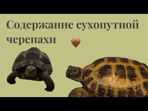 Видео: Содержание сухопутной черепахи – СУХОПУТНАЯ ЧЕРЕПАХА🐢￼