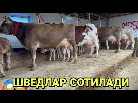 Видео: АРЗОНЧИ АКАДАН N¹ ШВЕД КИЗИЛ ОЛА 5 ТА КОРНИДА ГУМОН СИГИРЛАР СОТИЛАДИ SOTILADIGON 24 октября 2024 г