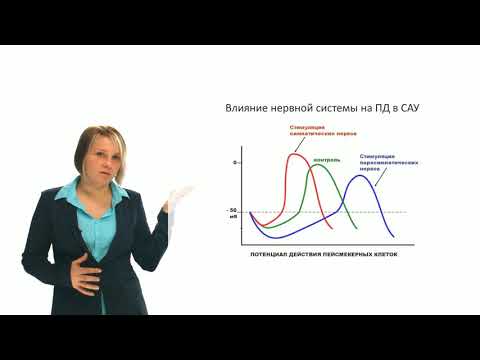 Видео: Физиология человека и животных. Виды потенциалов действия (Зыбина А. М.)