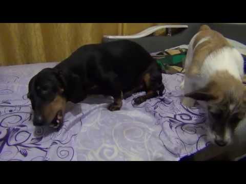 Видео: И не пытайся отобрать у таксы кость...25.10.2016