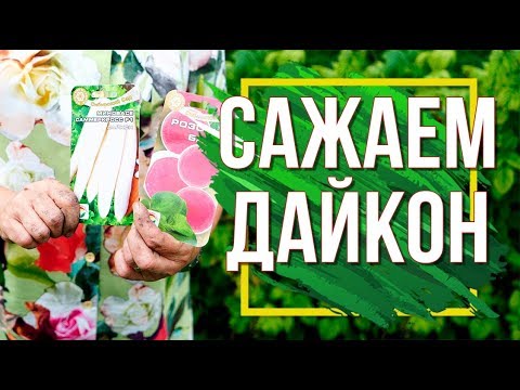 Видео: Пора Сажать Дайкон  ✔️ Когда Сеять Дайкон ✔️ Что посадить в Августе