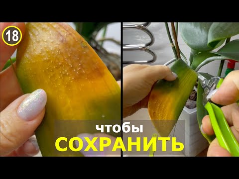 Видео: Удалить, чтобы сохранить! Как спасти поврежденный лист орхидеи фаленопсис?