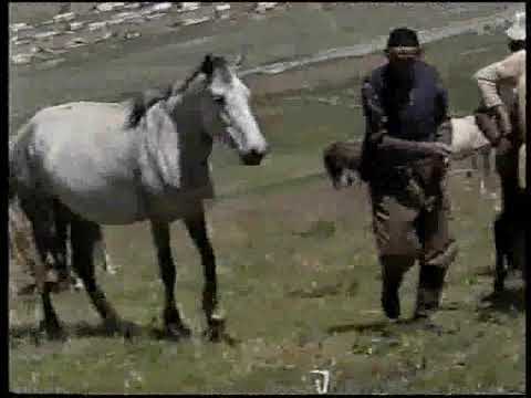 Видео: Нарын.. Доболу айылы.ак там жалоосу..